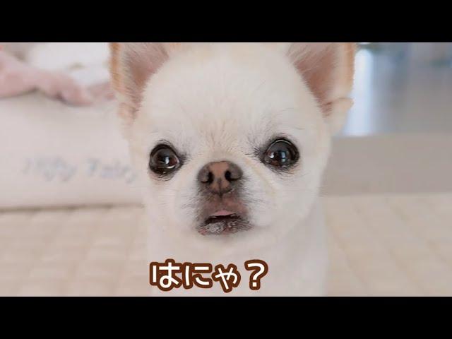 だるまさんがころんだをしてみたら…可愛すぎた
