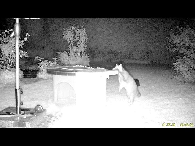 In unserem Garten sagen sich Fuchs und Waschbär gute Nacht