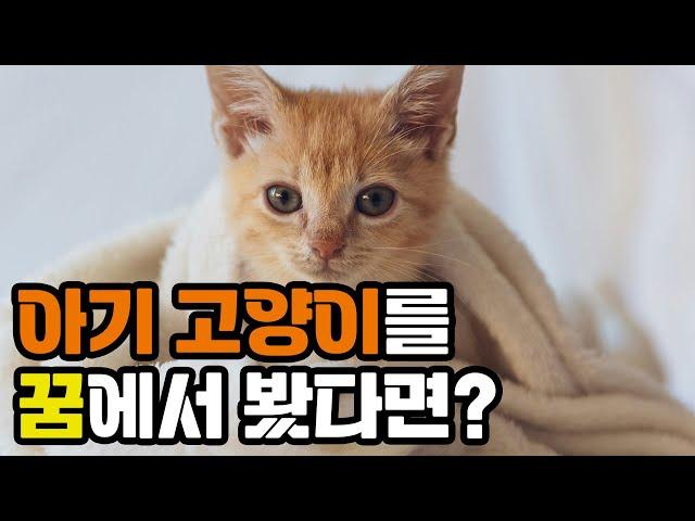 아기 고양이 꿈 해몽 | Baby cat dream interpretation | 냥이생각