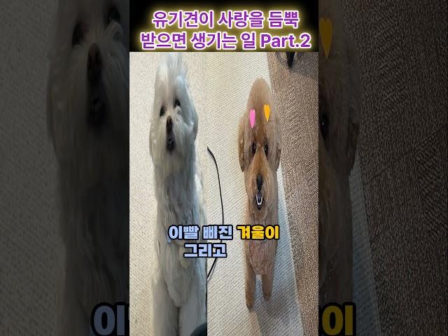 유기견이 사랑을 듬뿍 받으면 생기는 일 part.2 #애견미용 #유기견 #펫스타일리스트
