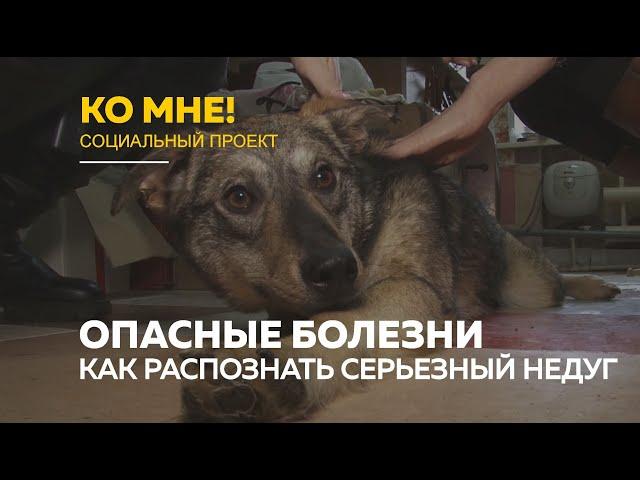 «Ко мне!»: опасные болезни собак