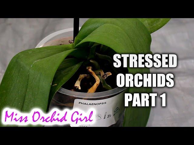 Rejuvenating stressed Orchids Part 1 - Limp, leathery leaves