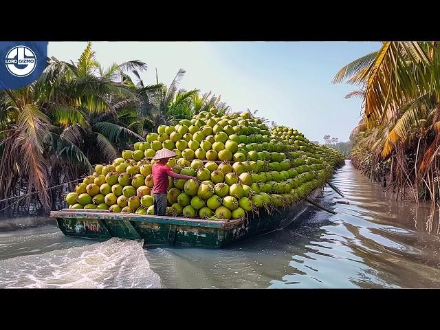 Harvesting Millions of Coconuts For Worldwide Distribution!