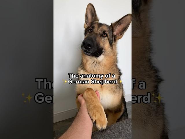 Is your dog like this too?  #dog #gsd Audio - @bearsworld_gsd