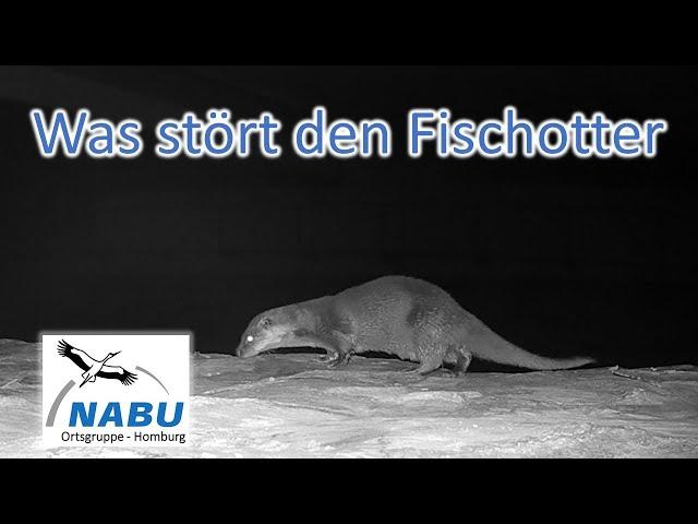 Fischotter in unserem Revier was stört und vertreibt ihn?  Nabu - Homburg