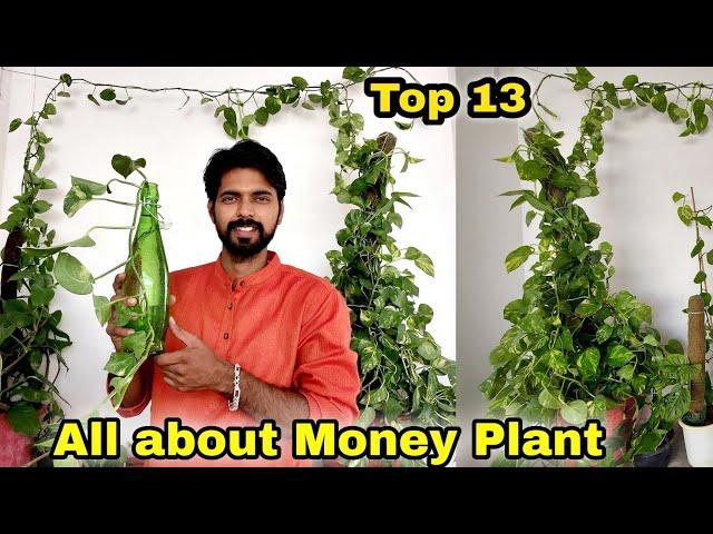 My 13 simple secret to Money Plant, Bushy Money Plant