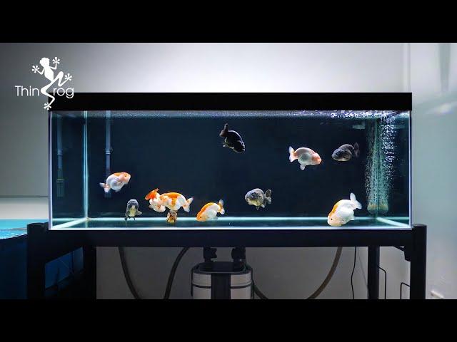 Setting up my NEW GOLDFISH TANK - Part 2 (Adding New Fish) 兰寿金鱼入缸