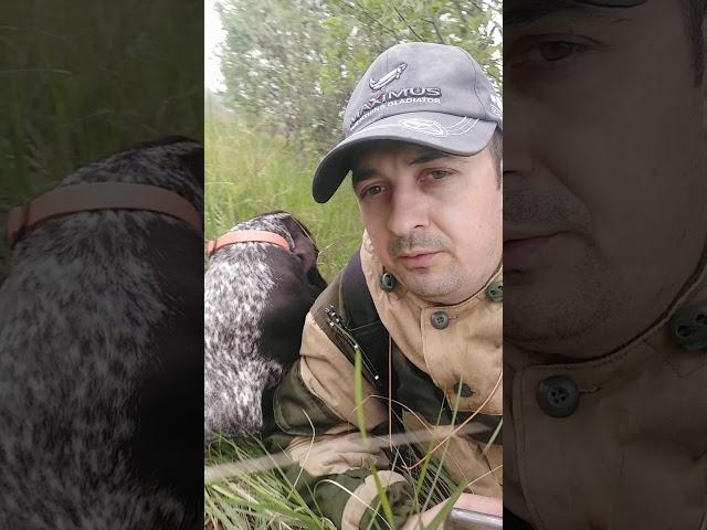 Как приучить собаку не бояться выстрела
