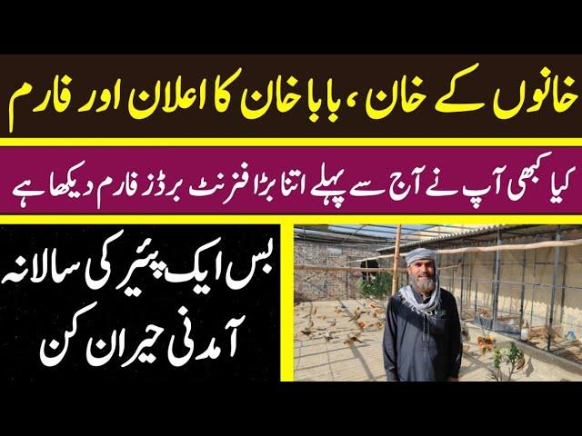 Khan Baba's Biggest Pheasant Farm in Pakistan | One Pair Income is Awesome | Best Business Idea