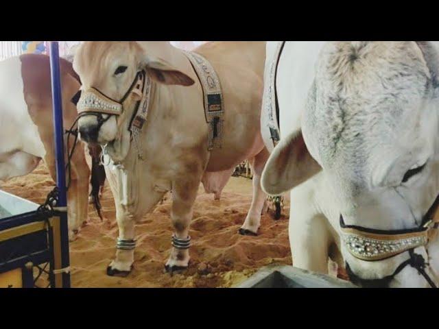 Biggest Bull | Beautiful Bull | Razi Ali Vlogs