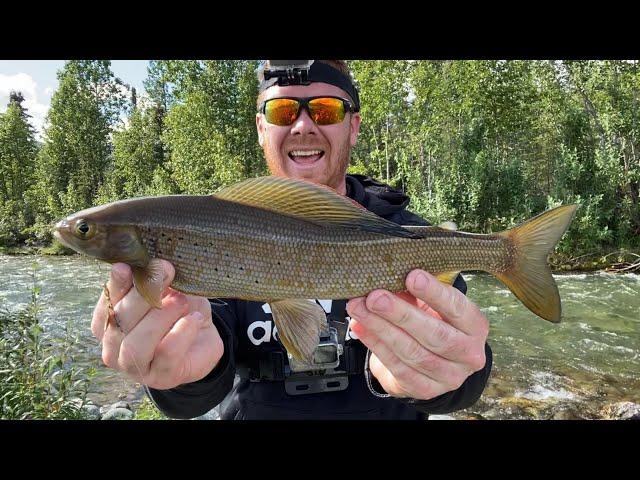 Small Creek Grayling Fishing In Alaska With Spinners! The Easiest Way To Catch Grayling! Joe’s Flies