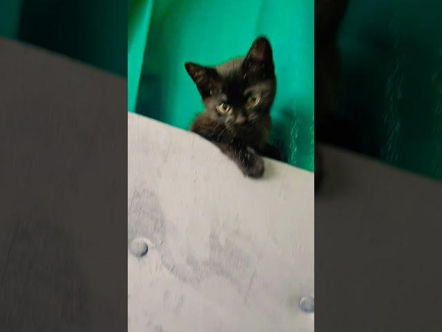 Crazy Kitty #kitten #sillycat #crazykitty