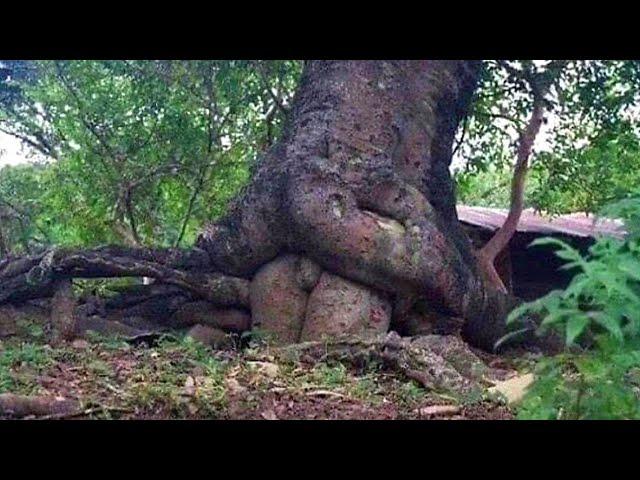 20 MOST Unusual Trees You Won't Believe Exist