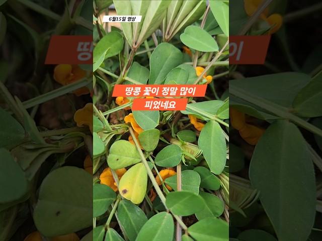 땅콩