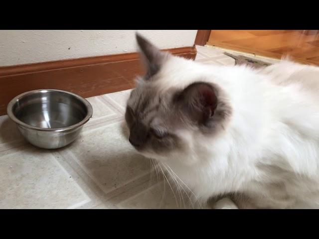 Ragdoll cat - кошка рэгдолл и сухой корм - первая проба сухого корма для взрослых