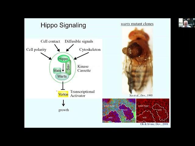 Biomechanical regulation of organ growth, Ken Irvine, Rutgers University, February 26, 2021