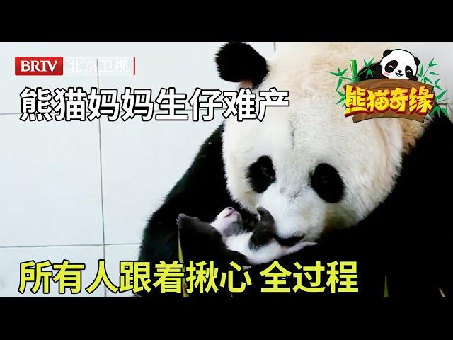 熊猫妈妈生下双胞胎，却被饲养员抢走一只，被迫分离太残忍！【熊猫奇缘】#熊猫#中国大熊猫