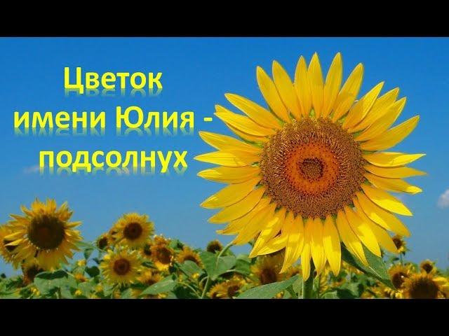 Цветок имени Юлия подсолнух