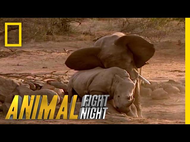 Elephant vs. Rhino | Animal Fight Night