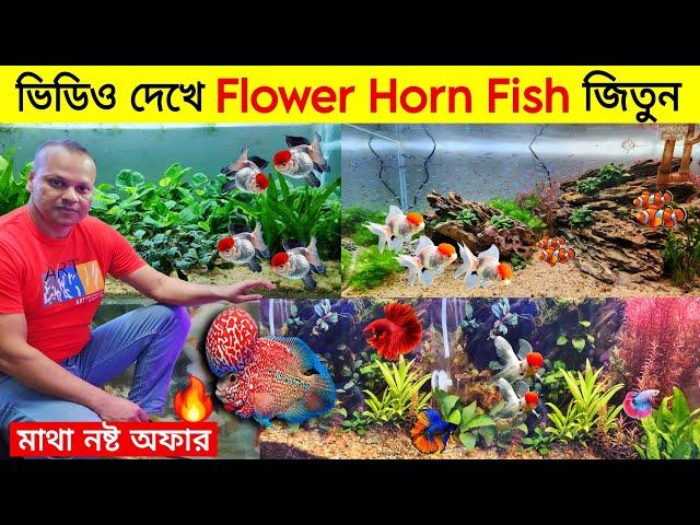 Aquarium Fish Price In Bangladesh  Open Tank Price In BDAquarium Price In Bangladesh 2024