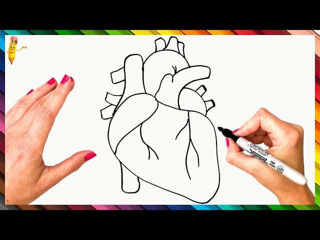 How To Draw A Human Heart Step By Step  Human Heart Drawing Easy