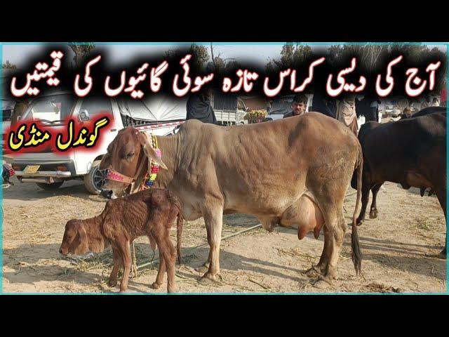 Middle Prices Desi Cross Milking Cows On Gondal Maweshi Mandi || My Life Channel