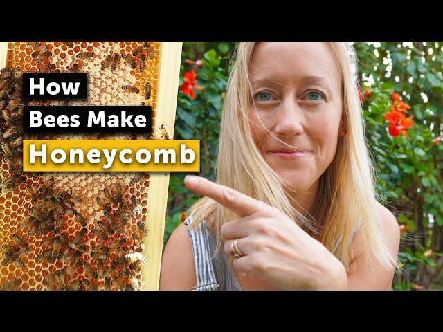 HOW BEES MAKE HONEYCOMB - It Might Surprise You!