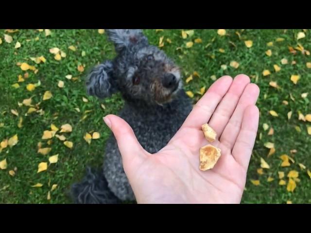 How to activate your pumi dog