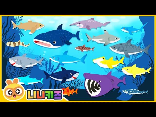 What kind of shark am I? | Shadow Shark Game | Baby Shark?  Megalodon? | Shark Collection | NINIkids