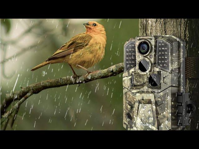Wosoda trail camera review {inexpensive camera great for public land}