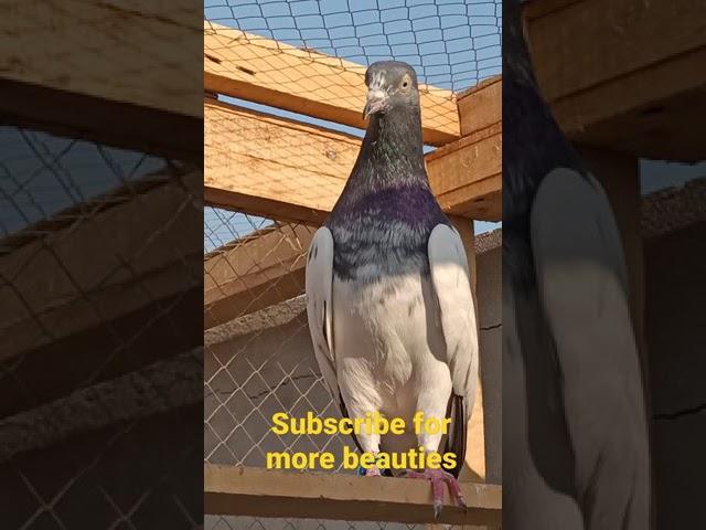 most beautiful pigeon of 2021