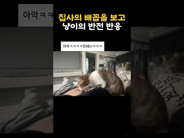 집사의 배꼽을 보고 냥이의 반전 반응  #cuteanimals #cutecat #배꼽냄새