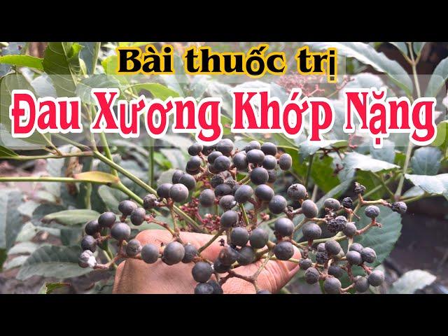 Bài thuốc trị Đau Nhức Xương Khớp nặng. PHAN HẢI Channel