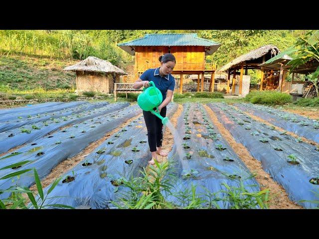 Gardening to grow Winter Vegetables - Harvesting Corn to Bring to Market to Sell | Trieu Mai Huong.