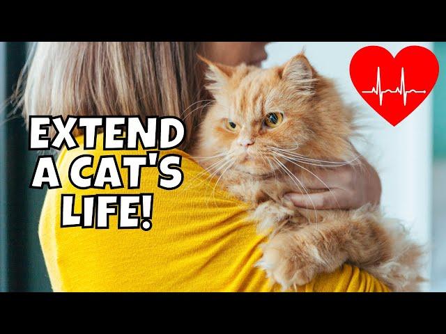 How to Extend Your Cat's Life (10 Easy Tips)