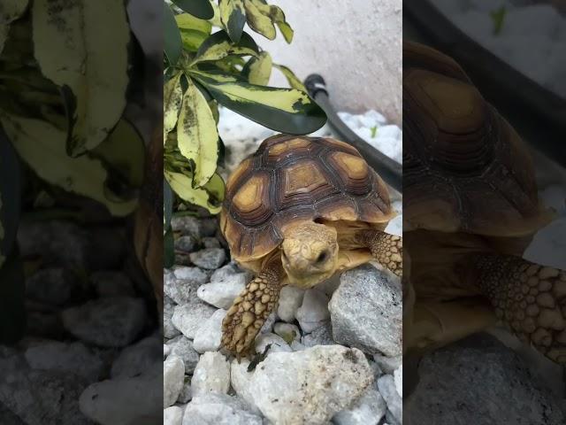 Welcome to Jurassic Park #sulcata #tortoise #jurassicpark #reptiles #floridalife #petsarefamily