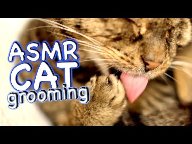 ASMR Cat - Grooming #34