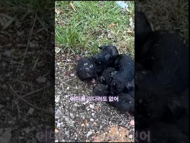 부부에게 발견된 강아지들