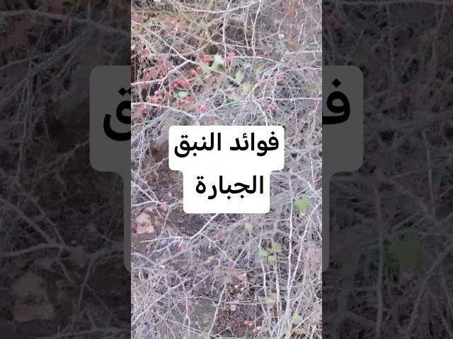 فوائد النبق الجبارة طريقة سهلة و سريعة التحضير مشروب النبق #اكسبلور #وصفات #ترند #النبق #السدر