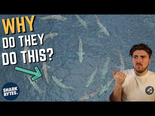 What is a Basking Shark TORUS?