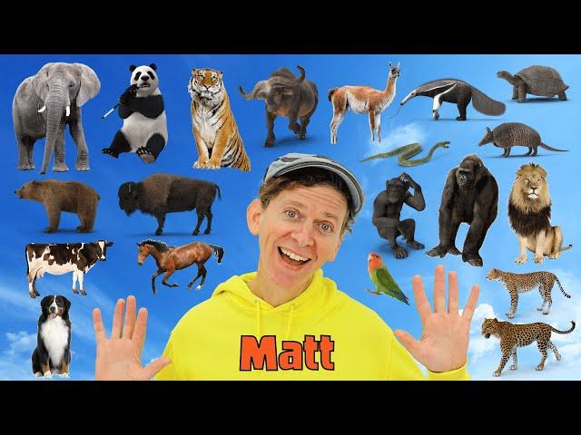 My First 100 Animals with Matt | Wild and Farm Animals | Dream English Kids