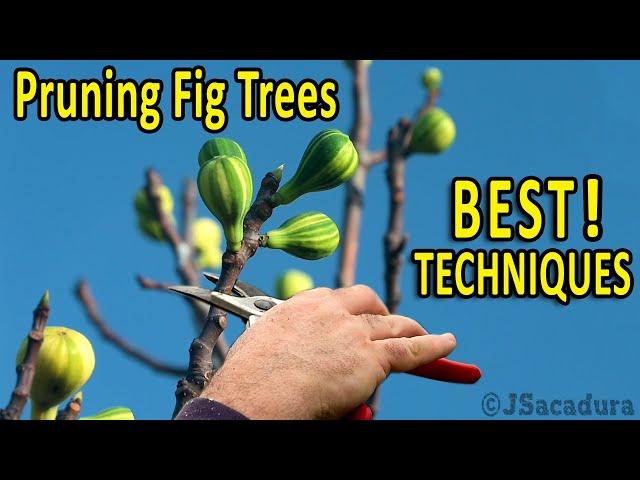 PRUNING FIG TREES | Best Pruning Techniques for BIGGER FRUITS and BETTER CROPS