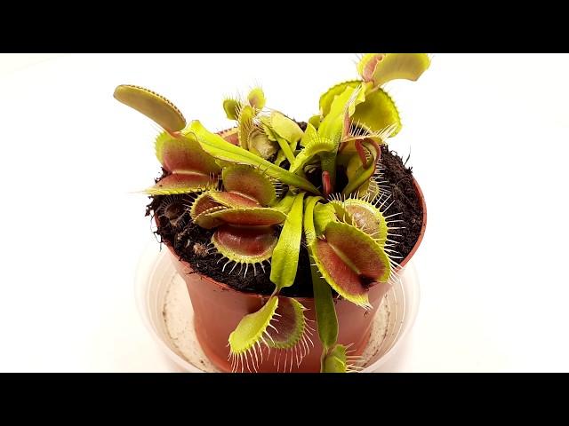 Venus flytrap (Dioana Muscipula) - 40 days time lapse