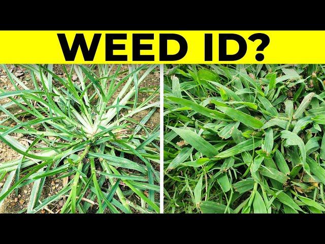 Identify Grassy Weeds in the Lawn including Dallisgrass, Crabgrass, Goosegrass,  and Bahiagrass