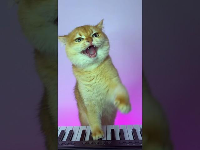 Nika wants to learn to sing #cat #cats