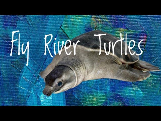 Species Spotlight- Fly River Turtles