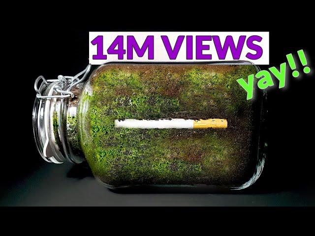 CIGARETTE IN SOIL - 1 YEAR Time Lapse [8K]