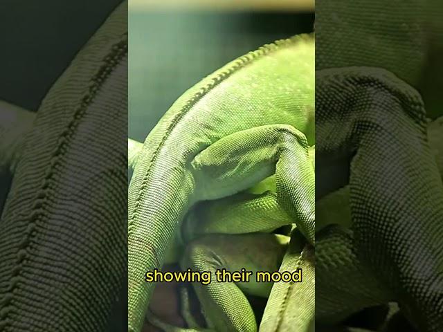 Chameleons: Masters of Color Communication! #wildlife #chameleon