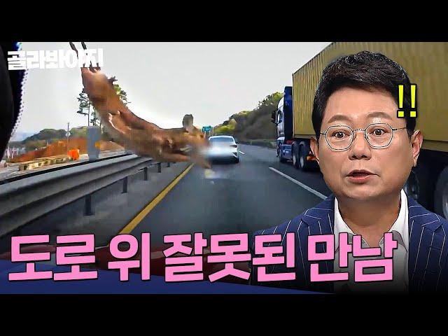 고라니는 차 유리를 찢어;; 제 차 배상은 누가 해주나요 도로 위 잘못된 만남 모음 1시간 | 한블리(한문철의 블랙박스 리뷰) | JTBC 240402 방송 외