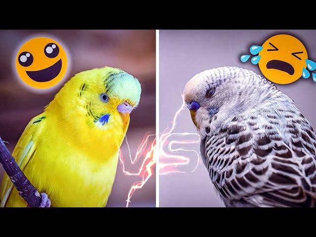 How to Know if Your Budgie Is Truly Happy